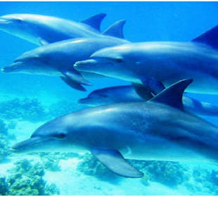 Delfinschwimmen in Hurghada und Delfintouren-Amy 