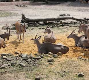 ZOOM Erlebniswelt Gelsenkirchen