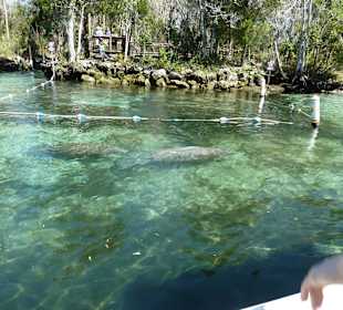 Manatee Tour