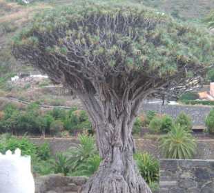 1000-letnia dracena