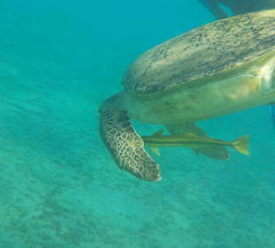 Echte Karettschildkröte