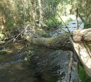 Wunderbare Wanderung am Großen Regen