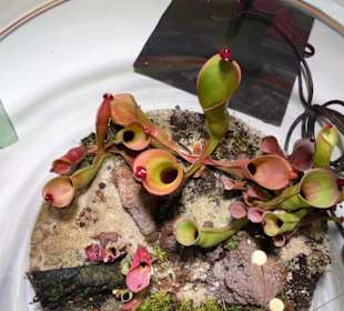 Fleischfressende Pflanzen