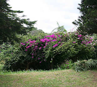 Botanischer Garten Kandy