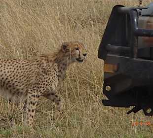 Gepard in Korpernähe