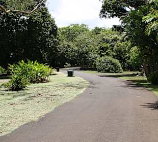 Gehweg innerhalb des Botanischen Gartens