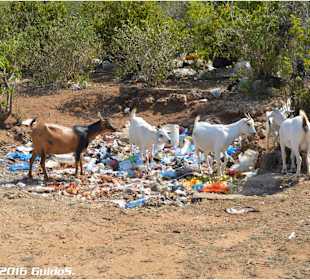 Mülltrennung wird hier von Ziegen praktiziert