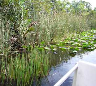 Minikrokodil von links