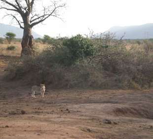 Löwin im Tsavo Ost