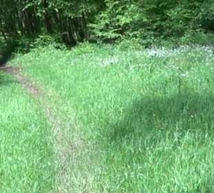 Naturpark Schönbuch