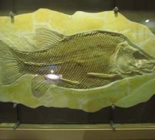 Knochenschmelzschupper Lepidotes