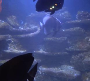Sea Life