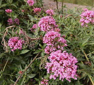 Auch Blumen blühen innerhalb der Baumgrenze