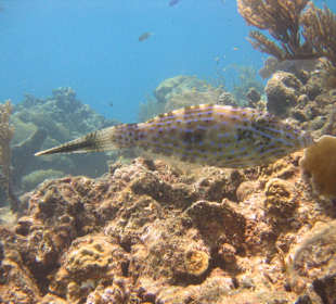 Begegnung unter Wasser Hurghada