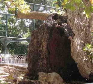 Die Platane des Hippokrates