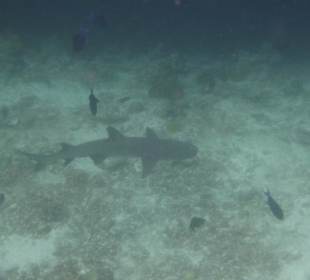 Schwarzspitzen-Riffhai