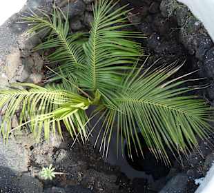 Fundacion Cesar Manrique