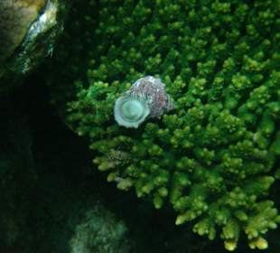 Schnecke auf Koralle