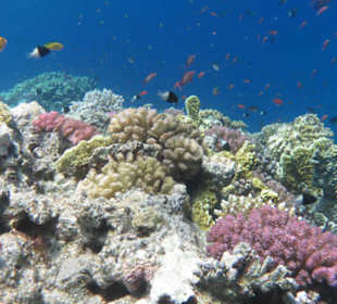 Unterwasserwelt Rotes Meer
