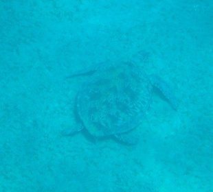 Schnorchelausflug Abu Dabab