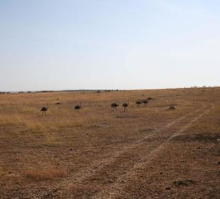 Straußenkindergarten