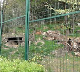 Südamerikabereich - Mähnenwolf