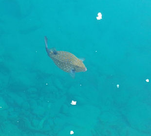 Traumhafte Unterwasserwelt