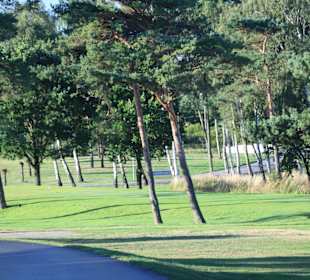Kiefern umsäumte Bahnen