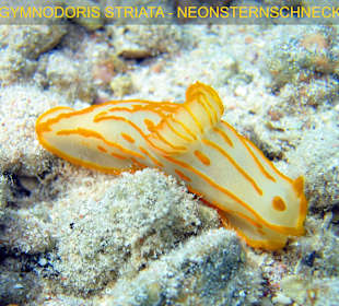 DAHAB - Canyon (Lagune)