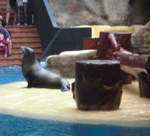Seelöwen Show