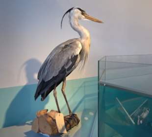 Museum für Naturkunde