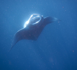 Manta Point-Tour! Top!