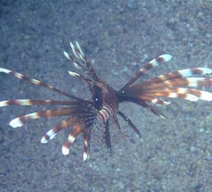 Schnorcheln am Strand
