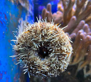 Aquazoo Löbbecke Museum Düsseldorf