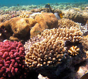 Korallenbänke am Hausriff