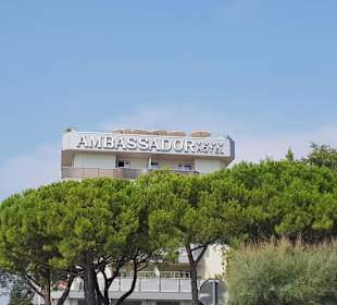 Baumspitzen am Zenith