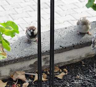 Drollige Restaurantbesucher