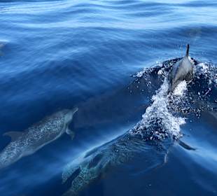 Delfinausflug Samara