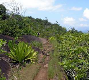 Wanderung zur Anse Major, Mahé, Seychellen