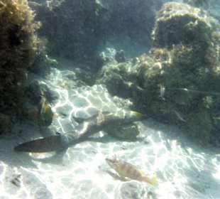 Pesci (Hotel Akassia Swiss Resort)