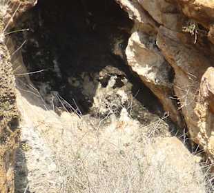 Eulengesicht in der Höhle