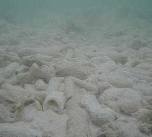 Tolles Wasser auf der Trauminsel