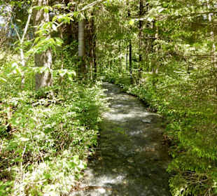 Waldstück