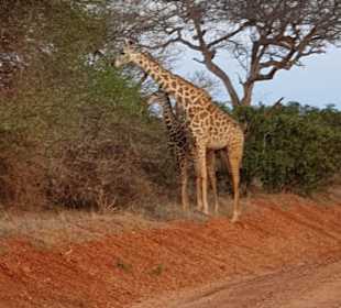 Kleiner Einblick zur Safari