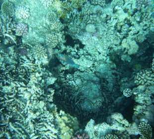 Korallenriffe