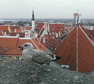 Смотровая площадка