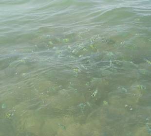 Glasboot