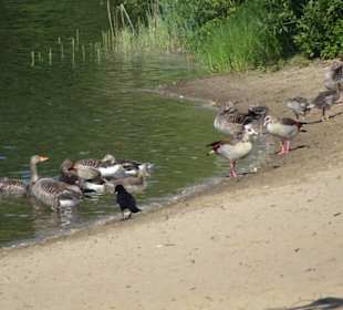 Der Strandbereich des Mahndorfer Sees