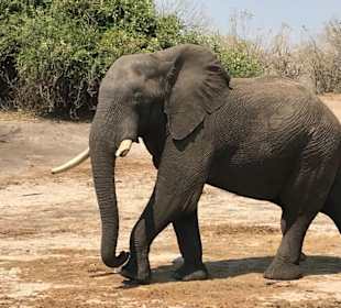 Elephanten ganz nah im Chobe NP