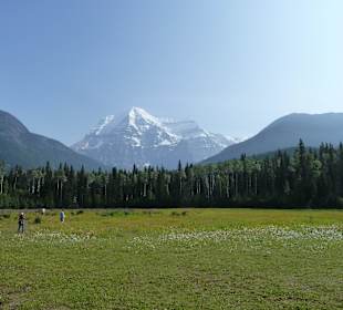 Blumenwiese mit Mt. Robson